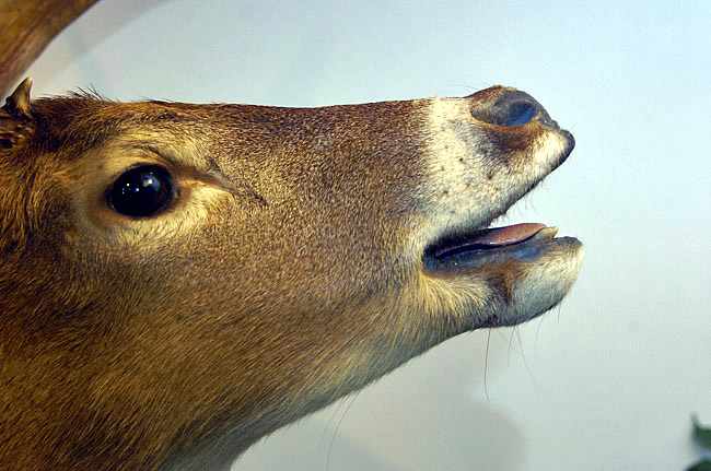 mounted deer head